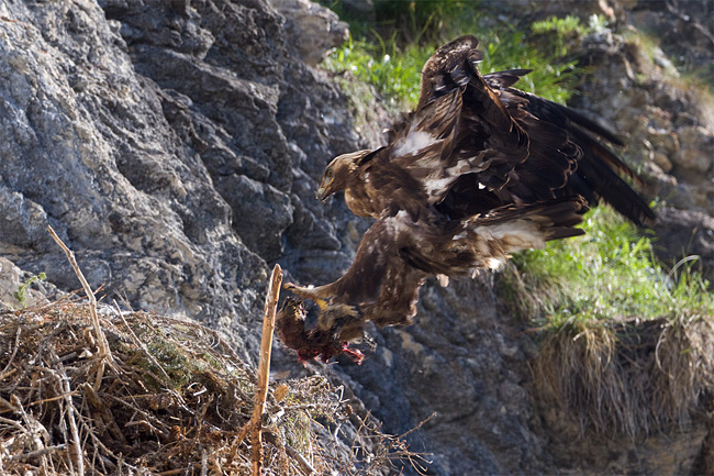 adler beim Anflug auf seinen Horst