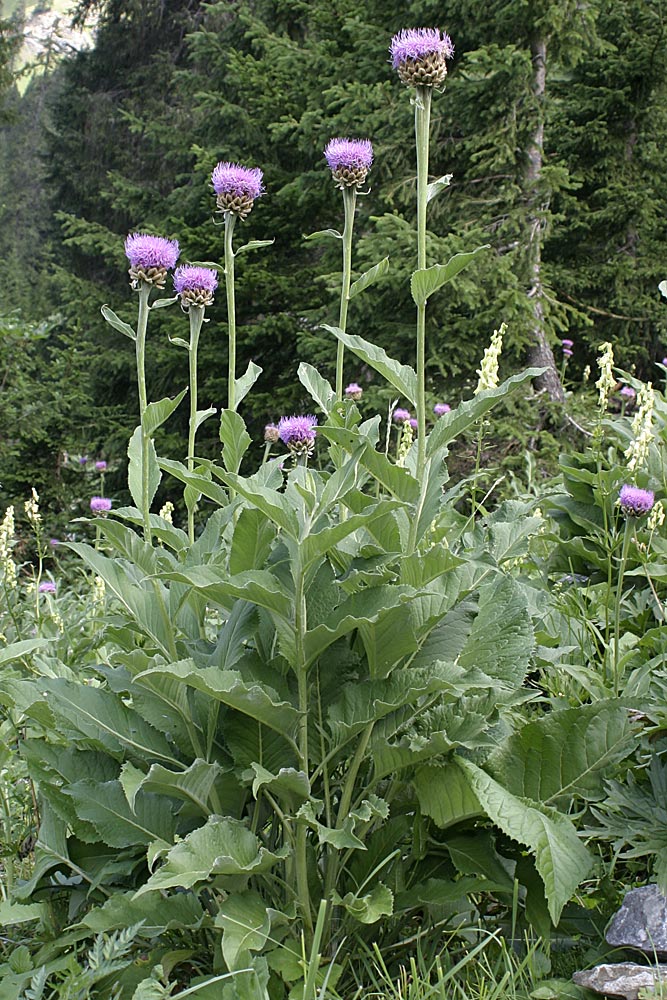alpenbergscharte