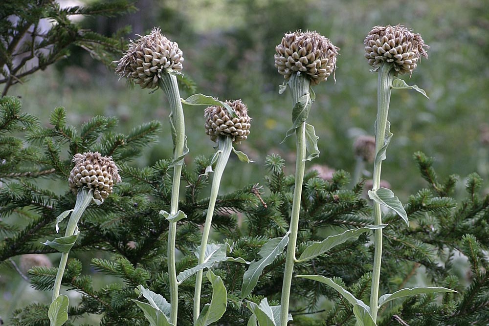 alpenbergscharte
